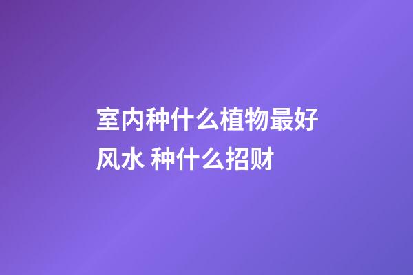 室内种什么植物最好风水 种什么招财